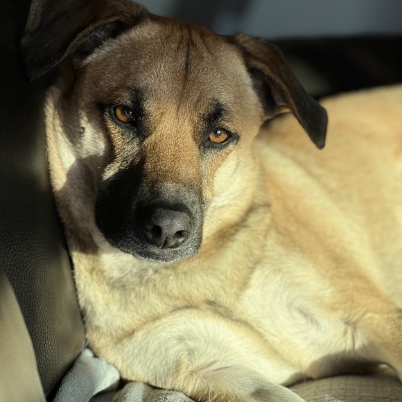 Meet your Posher, Lisa - Picture 3 of 3